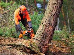 Best Emergency Tree Removal  in Konawa, OK