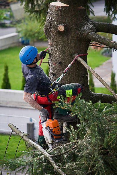Best Hedge Trimming  in Konawa, OK
