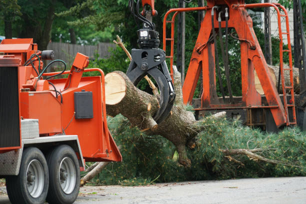 How Our Tree Care Process Works  in  Konawa, OK